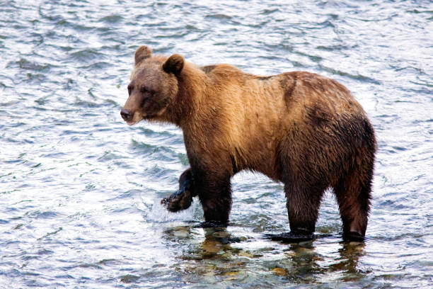 istock Grizzly or a Brown Bear - Fish Creek, Alaska 1023050088