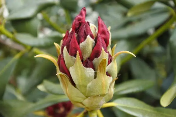 the red flower bud of rhododendron "Nova Zembla"