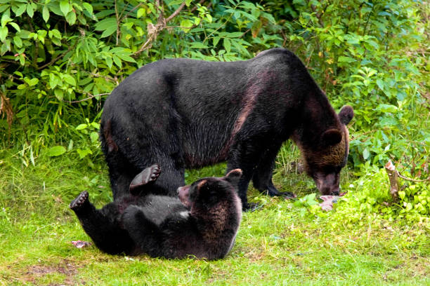 istock Grizzly Bear Cub at Fish Creek, Alaska 1023050218
