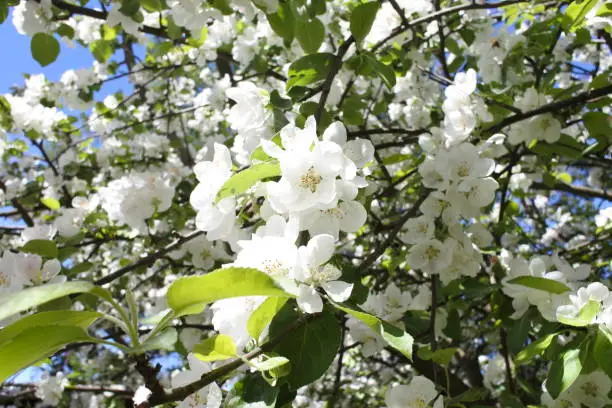 pure white apple blossom on blue sky in sunny weather in May