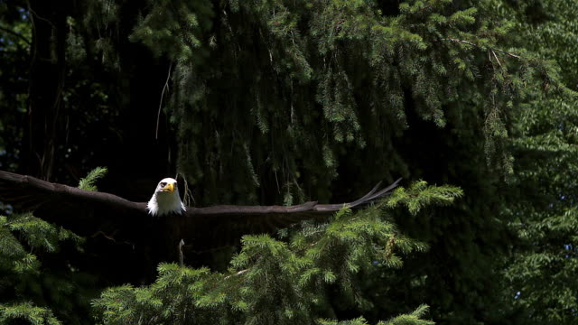 Bald Eagle, haliaeetus leucocephalus, Adult in Flight, Taking off from Branch, Slow Motion