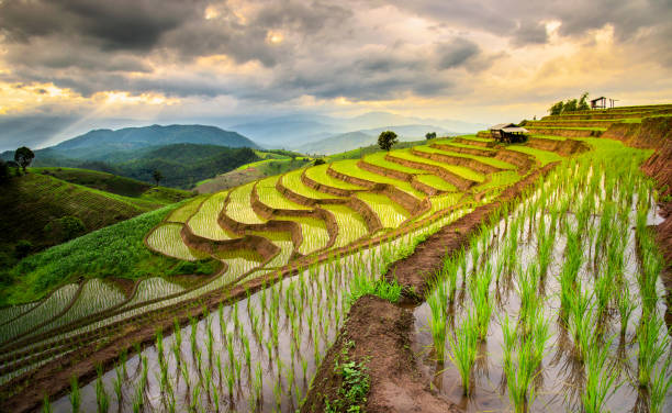 istock Pa Pong Piang Rice Terraces 1023050404