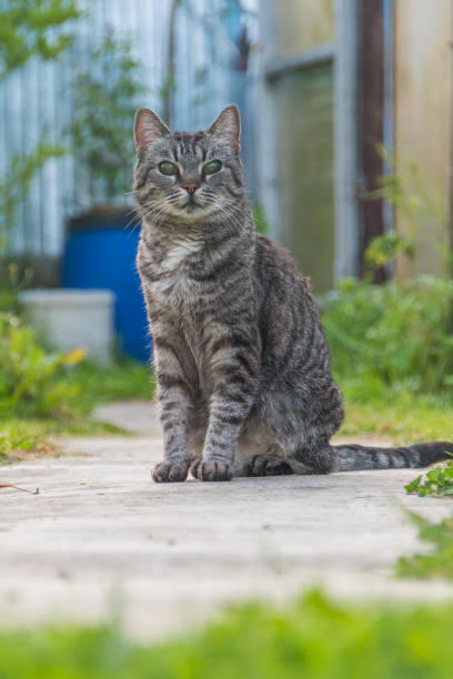 istock the outside, a blind cat, alone and abandoned 1023053512