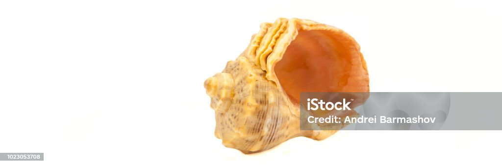 Shell Side Look One Seashell Shell On A White Background Side View Isolated Stock Photo ...