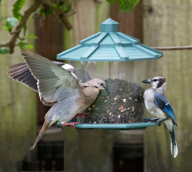 istock Standoff between Dove and Blue Jay at Bird Feeder 1023053980