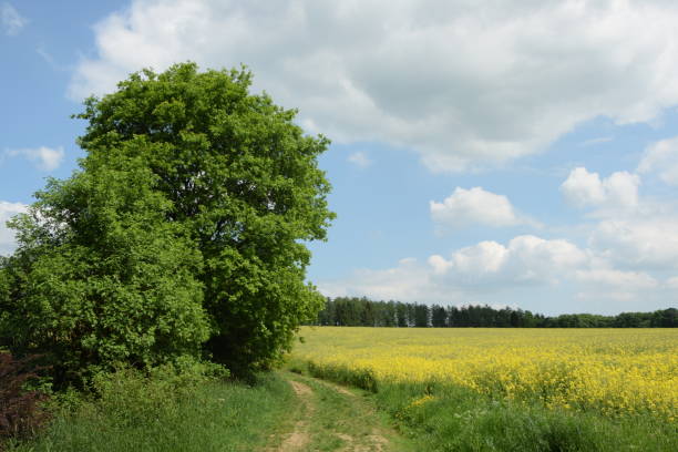 istock Dirt road and rapeseed field 1023056670