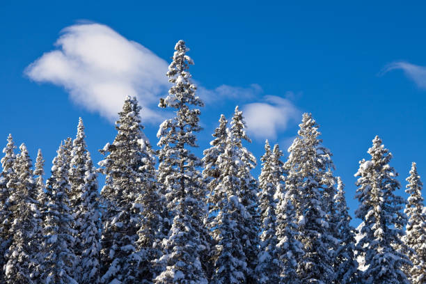 istock Snow covered trees in the forest in Banff National Park 1023056952
