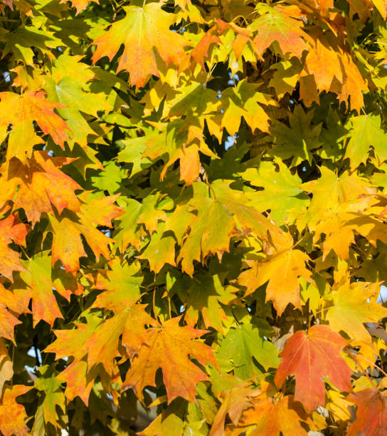 istock Autumn Fall colorful leaves. 1023057026