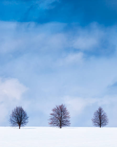 istock Three trees in winter in a snow covered field 1023057336