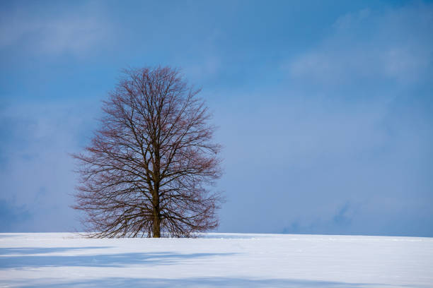 istock A tree in winter in a snow covered field 1023057384