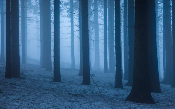 istock A wintery forest with snow and fog 1023057490