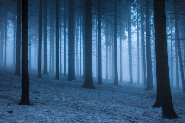 istock A wintery forest with snow and fog 1023057538