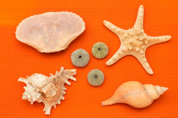 orange background with seashells seashells and starfish with sea urchin shells, all on an orange background shell starfish orange sea stock pictures, royalty-free photos & images