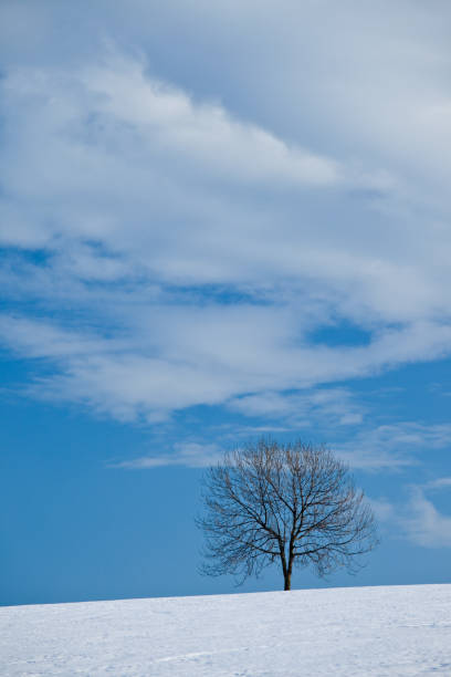 istock A tree in winter in a snow covered field 1023057878