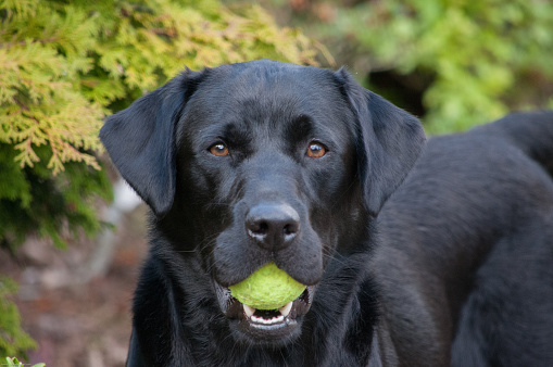 Close up of black Labrador  looking into the lens with a tennis ball in his mouth