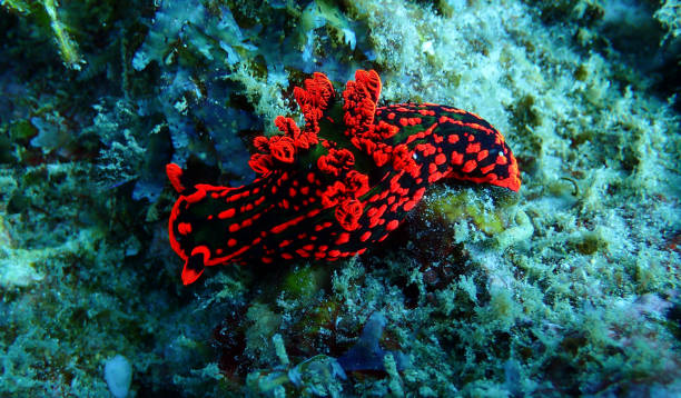 Nudibranch (Nudibranchia) A nudibranch on coral, Ningaloo Reef, Western Australia ningaloo reef stock pictures, royalty-free photos & images