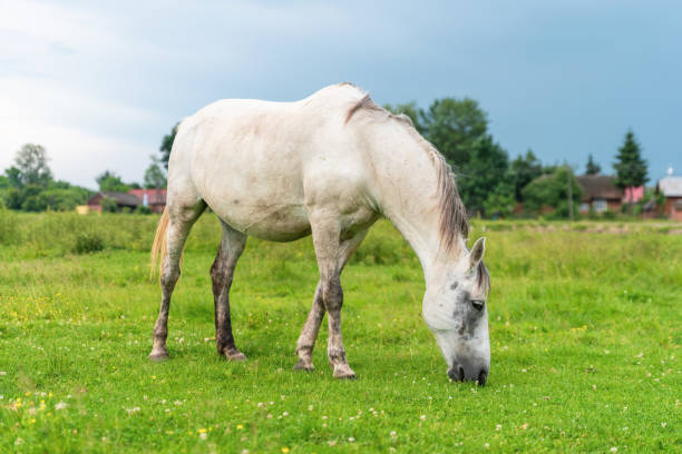 istock White mare on pastures, cloudy weather, countryside 1023073204