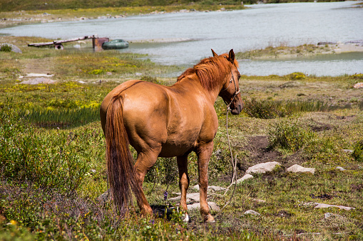 The horse is in the nature of mountain Altai