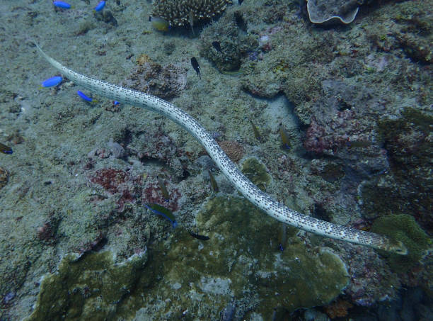 Sea snake, Ningaloo Reef, Western Australia