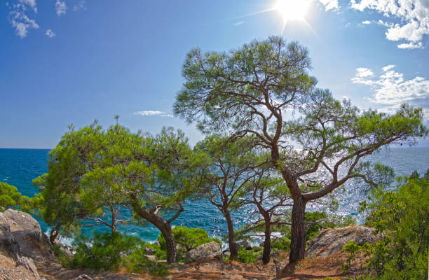 Relict pines on the seashore under the bright summer sun. Karaul-Oba, Novyy Svet, Crimea.