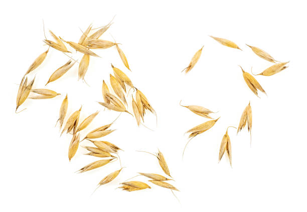 istock Oat grains isolated on white background 1023073970