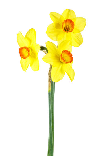 istock Fresh narcissus flowers isolated on white background 1023075104