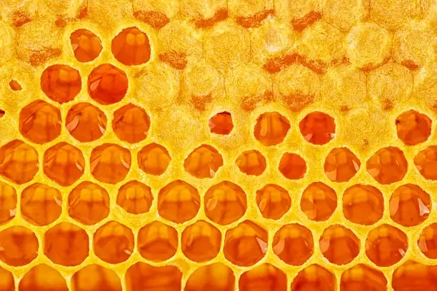 Photo of Honeycombs full of honey. Honeycomb background.
