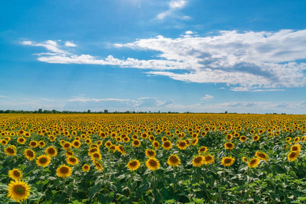 istock Sunflower field landscape. Sunflowers close under rainy clouds 1023078538