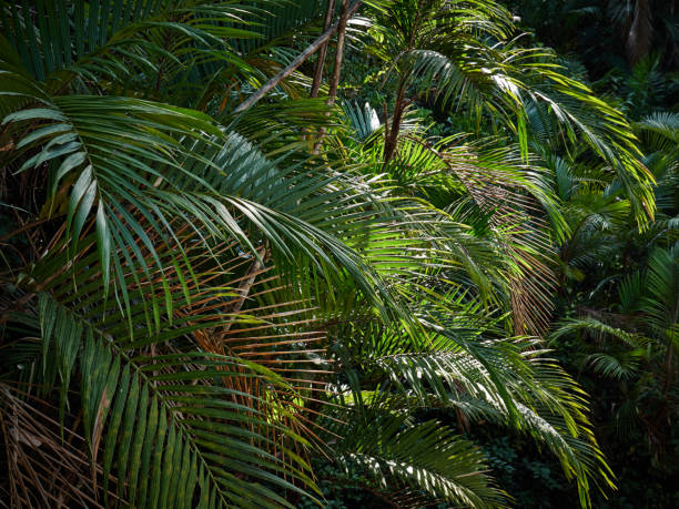 istock palm trees in costa rica 1023081670