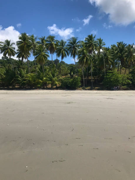 istock paradise beach with palm trees in Costa Rica 1023081794