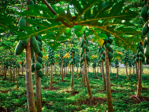 árboles de papaya en costa rica - papaya fruta tropical fotografías e imágenes de stock