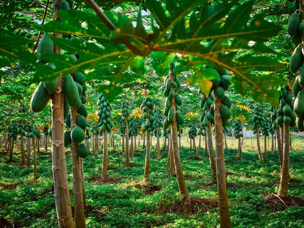Pawpaw Trees in Costa Rica, Central America