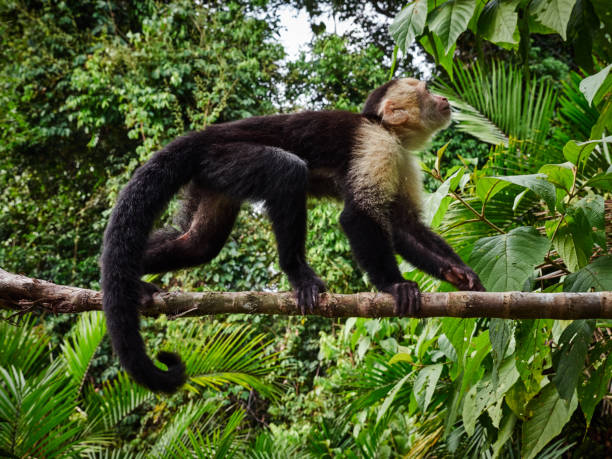 Capuchin monkey in costa rica Capuchin monkey wandering on a branch in costa rica, central america capuchin monkey stock pictures, royalty-free photos & images