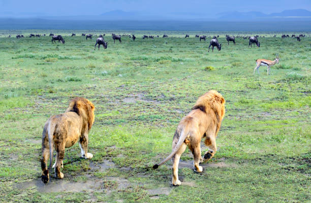 two male lions heading off into the serengeti on a rainy day - gazelle imagens e fotografias de stock