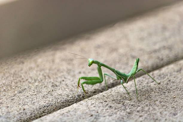 istock Bright green praying mantis standing on gray deck looking over shoulder at camera 1023086028