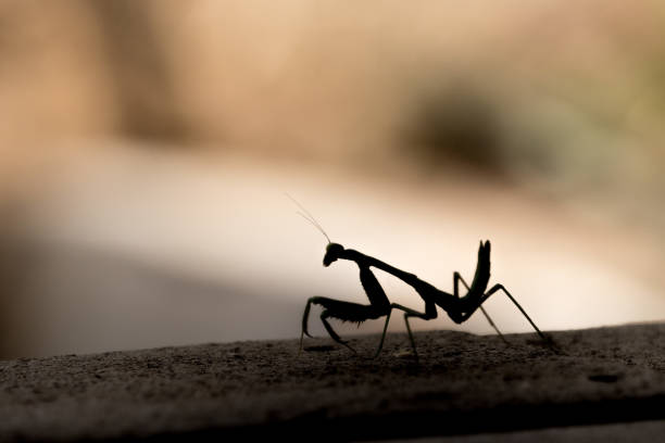 istock Black silhouette of predatory praying mantis looking towrds camera, background in color 1023086162