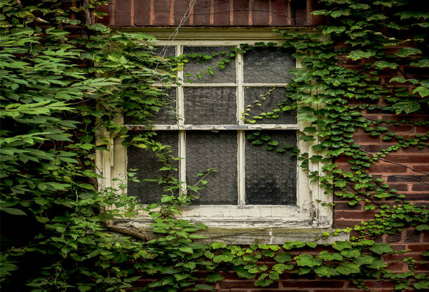 istock Wooden window with ivy 1023089110