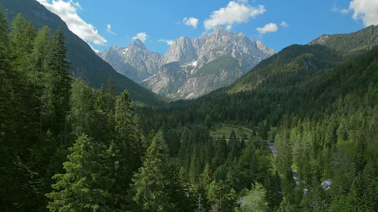 AERIAL Above the forest trees towards the mountains