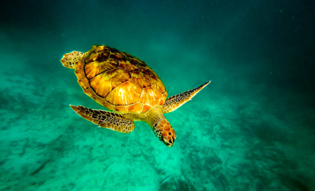 Turtle swimming through green sea stock photo