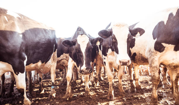 istock Cows in dairy farm, just at sunrise 1023090882