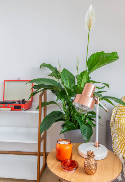 istock House Plant next to couch and cushions 1023090926