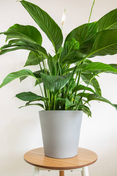 istock Peace Lily House Plant in grey pot 1023090958