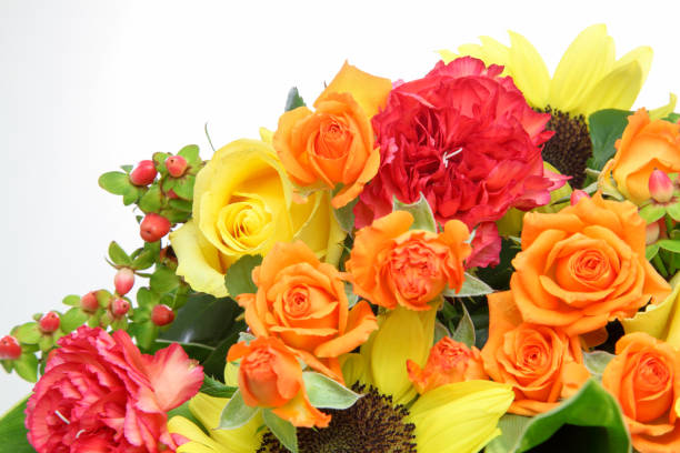 istock various kind of flowers in a white background 1023093624