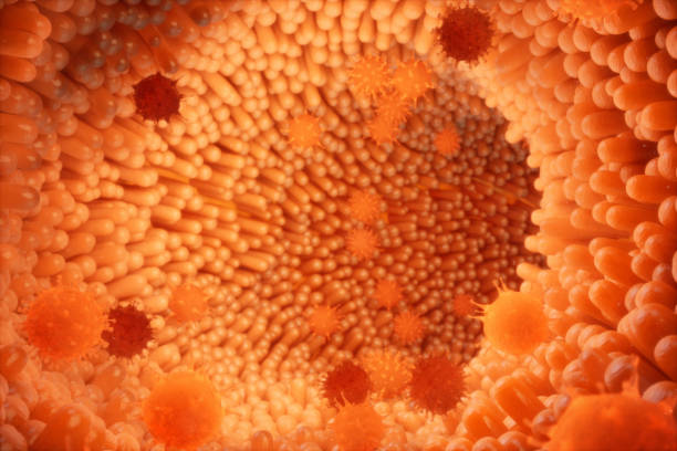 istock 3D illustration Intestinal villi. Intestine lining. Microscopic capillary. Human intestine. Concept of a healthy or diseased intestinal. Viruses, bacteria, cell infected organism, decreased immunity. 1023094456