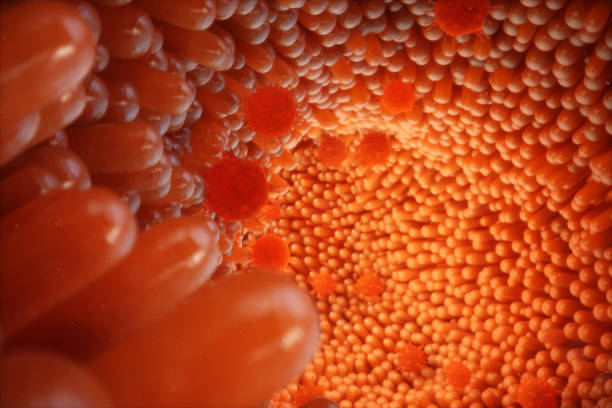 istock 3D illustration Intestinal villi. Intestine lining. Microscopic capillary. Human intestine. Concept of a healthy or diseased intestinal. Viruses, bacteria, cell infected organism, decreased immunity. 1023094480