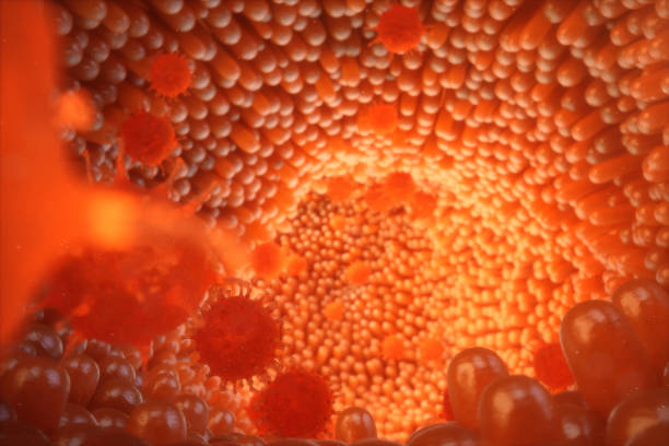istock 3D illustration Intestinal villi. Intestine lining. Microscopic capillary. Human intestine. Concept of a healthy or diseased intestinal. Viruses, bacteria, cell infected organism, decreased immunity. 1023094518