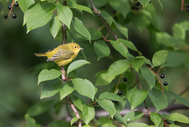 istock Female Yellow Warbler 1023096936