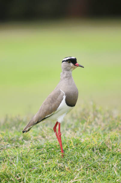 istock Single Masked Lapwing or Spur-wing Plover Bird on Golf Course 1023097356