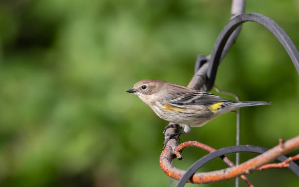 istock Immature Yellow-rumped Warbler 1023097396