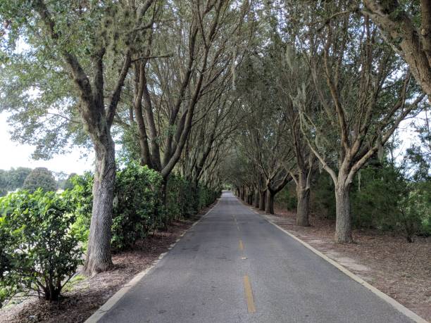 istock Tunnel of trees 1023108782